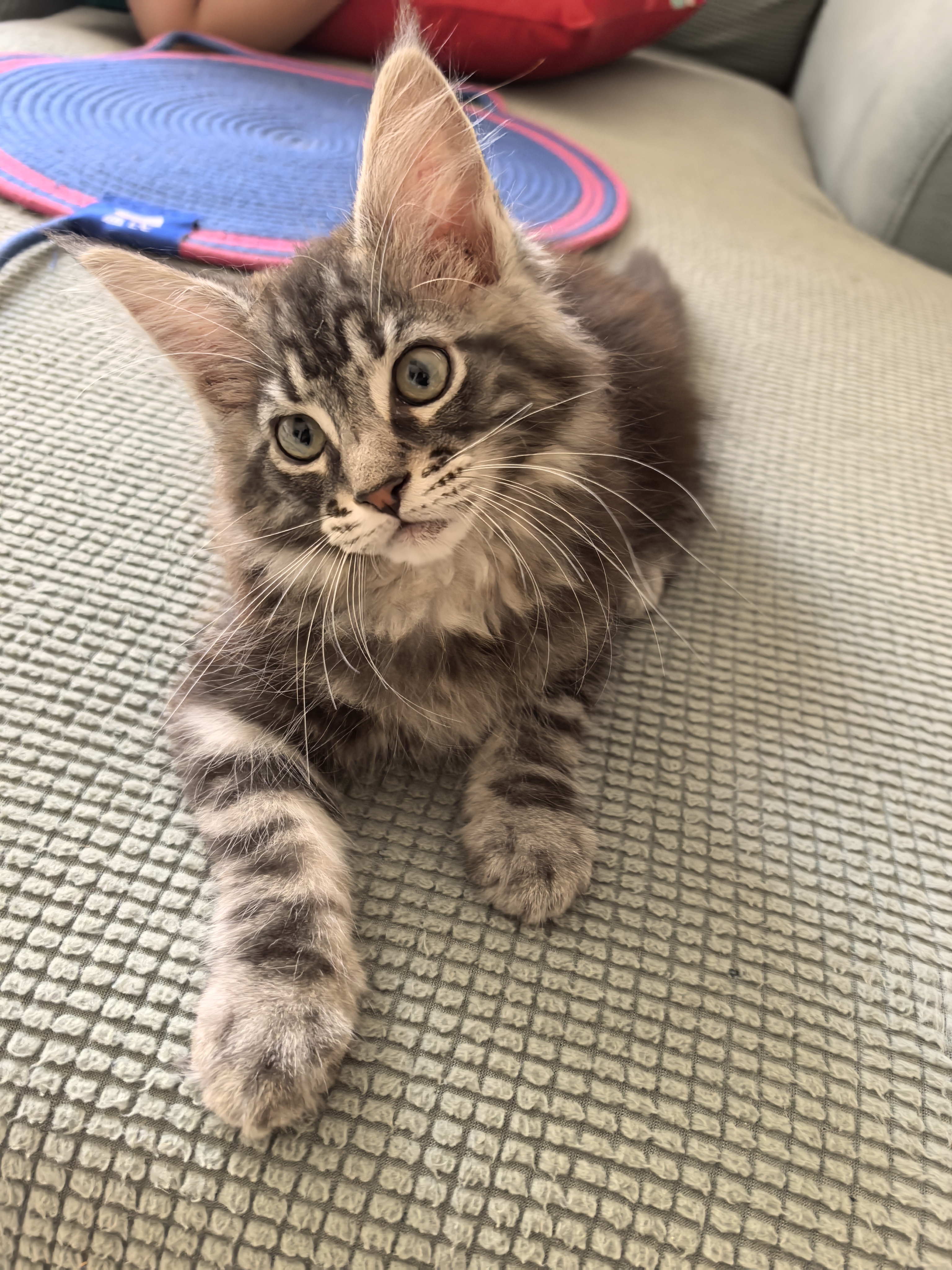 缅因猫